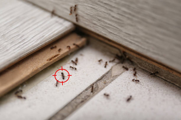 Flea Control Services in Harbor Hills, OH