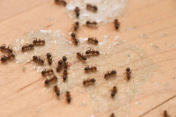 Wasp Removal Services in Harbor Hills, OH
